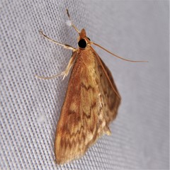 Ostrinia