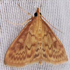 Ostrinia