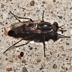 Ozodiceromyia notata