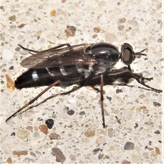 Ozodiceromyia notata