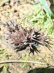 Thelephora multipartita