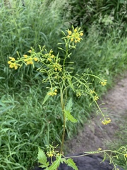 Rorippa barbareifolia