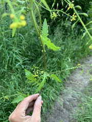 Rorippa barbareifolia