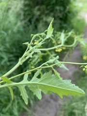 Rorippa barbareifolia