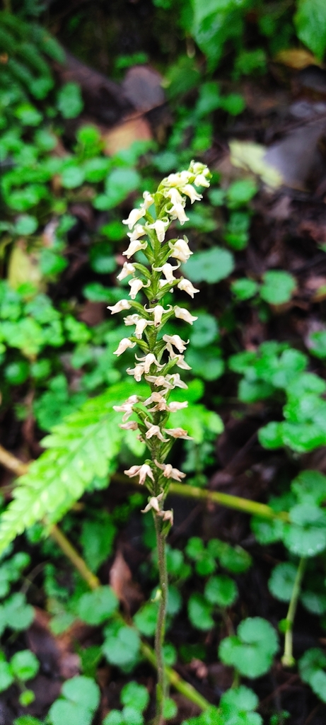 Goodyera dolabripetala