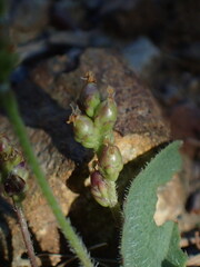 Plantago truncata