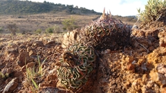 Echinofossulocactus pentacanthus