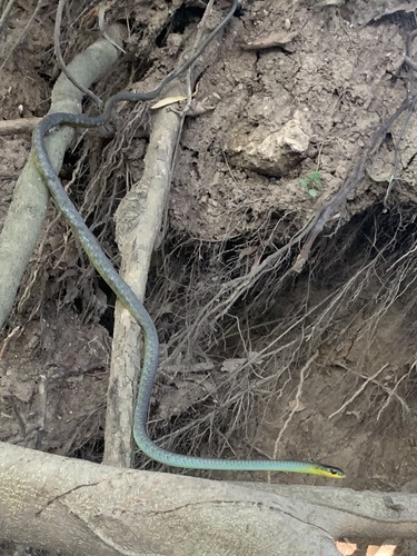 Common Tree Snake sighting