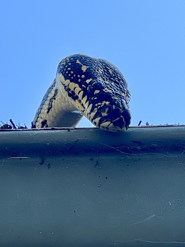 Diamond Python sighting