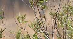 Prinia gracilis