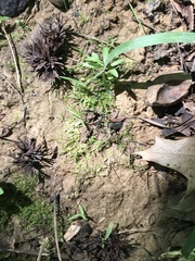 Thelephora multipartita