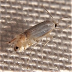Phyllonorycter argentifimbriella