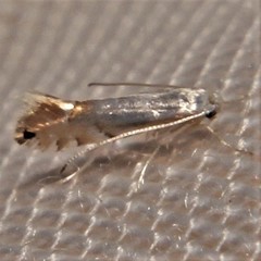 Phyllonorycter argentifimbriella