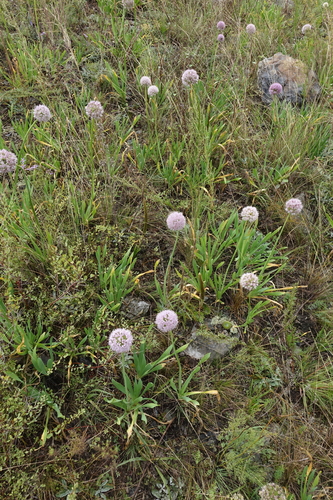 Allium nutans L.