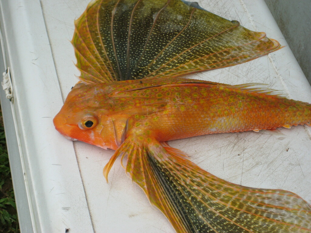 Flathead Helmet Gurnard