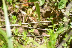 Celastrina echo