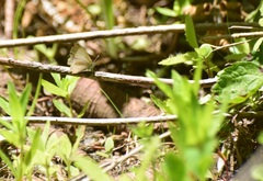 Celastrina echo
