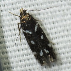 Chionodes naevus