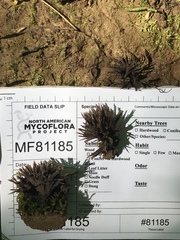 Thelephora multipartita