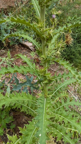 Image of Cirsium joannae by (c) Darrin Gobble, some rights reserved (CC BY)