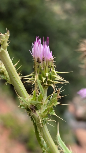 Image of Cirsium joannae by (c) Darrin Gobble, some rights reserved (CC BY)