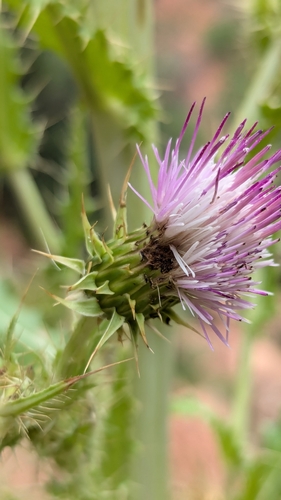 Image of Cirsium joannae by (c) Darrin Gobble, some rights reserved (CC BY)
