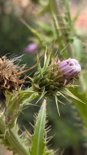 Image of Cirsium joannae by (c) Darrin Gobble, some rights reserved (CC BY)