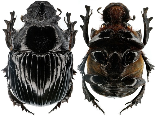 Giant Dung Beetles (Genus Heliocopris) · iNaturalist