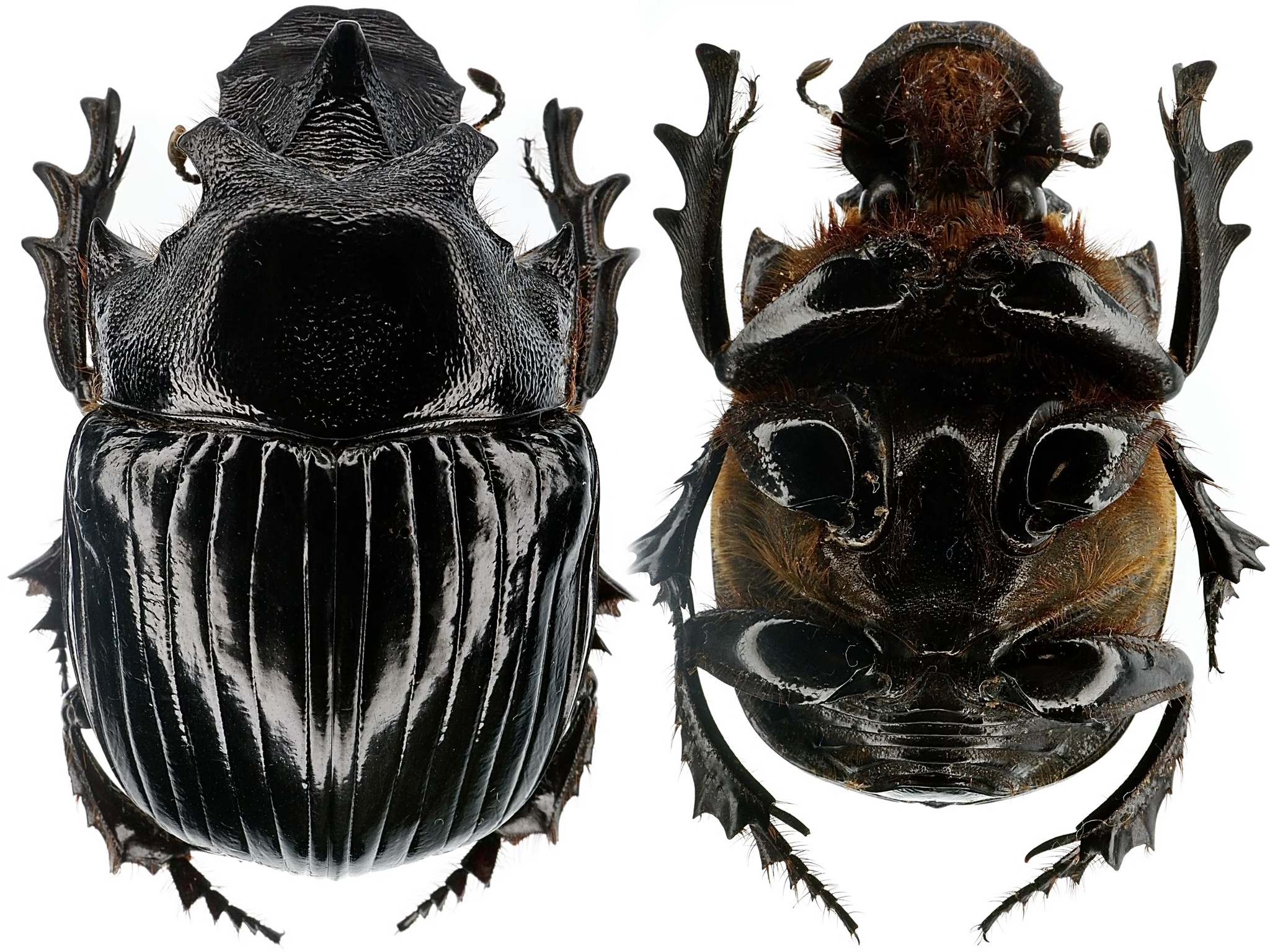 Giant Dung Beetles (Genus Heliocopris) · iNaturalist