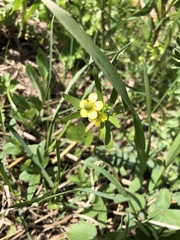 Ranunculus inamoenus