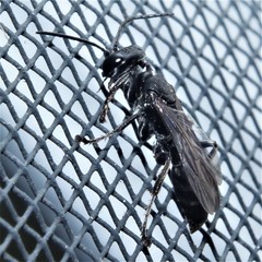 Lyroda