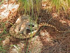 Pituophis catenifer affinis