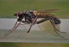 Cordilura pubera
