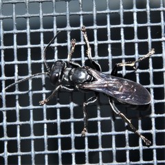 Lyroda