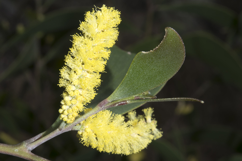Acacia blakei observed 2024-09-09