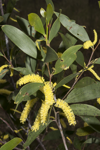 Acacia blakei observed 2024-09-09