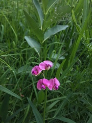 Lathyrus