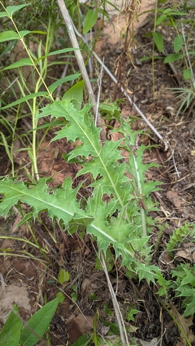 Image of Cirsium joannae by (c) Darrin Gobble, some rights reserved (CC BY)