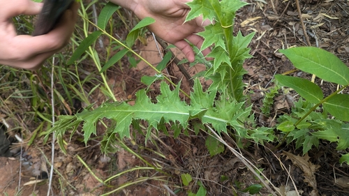 Image of Cirsium joannae by (c) Darrin Gobble, some rights reserved (CC BY)