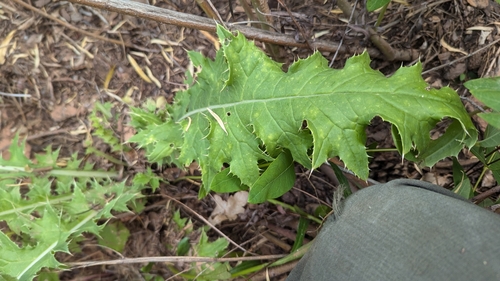 Image of Cirsium joannae by (c) Darrin Gobble, some rights reserved (CC BY)