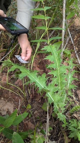 Image of Cirsium joannae by (c) Darrin Gobble, some rights reserved (CC BY)