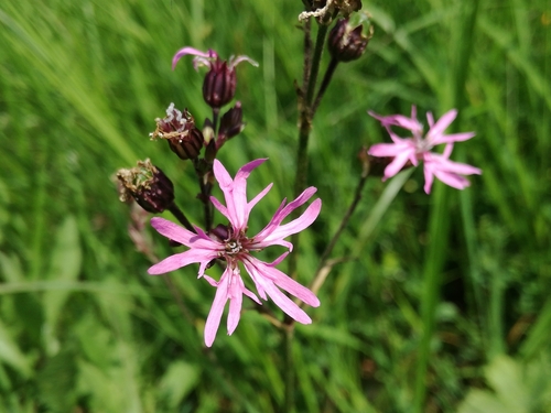 kukučka lúčna (Silene flos-cuculi)