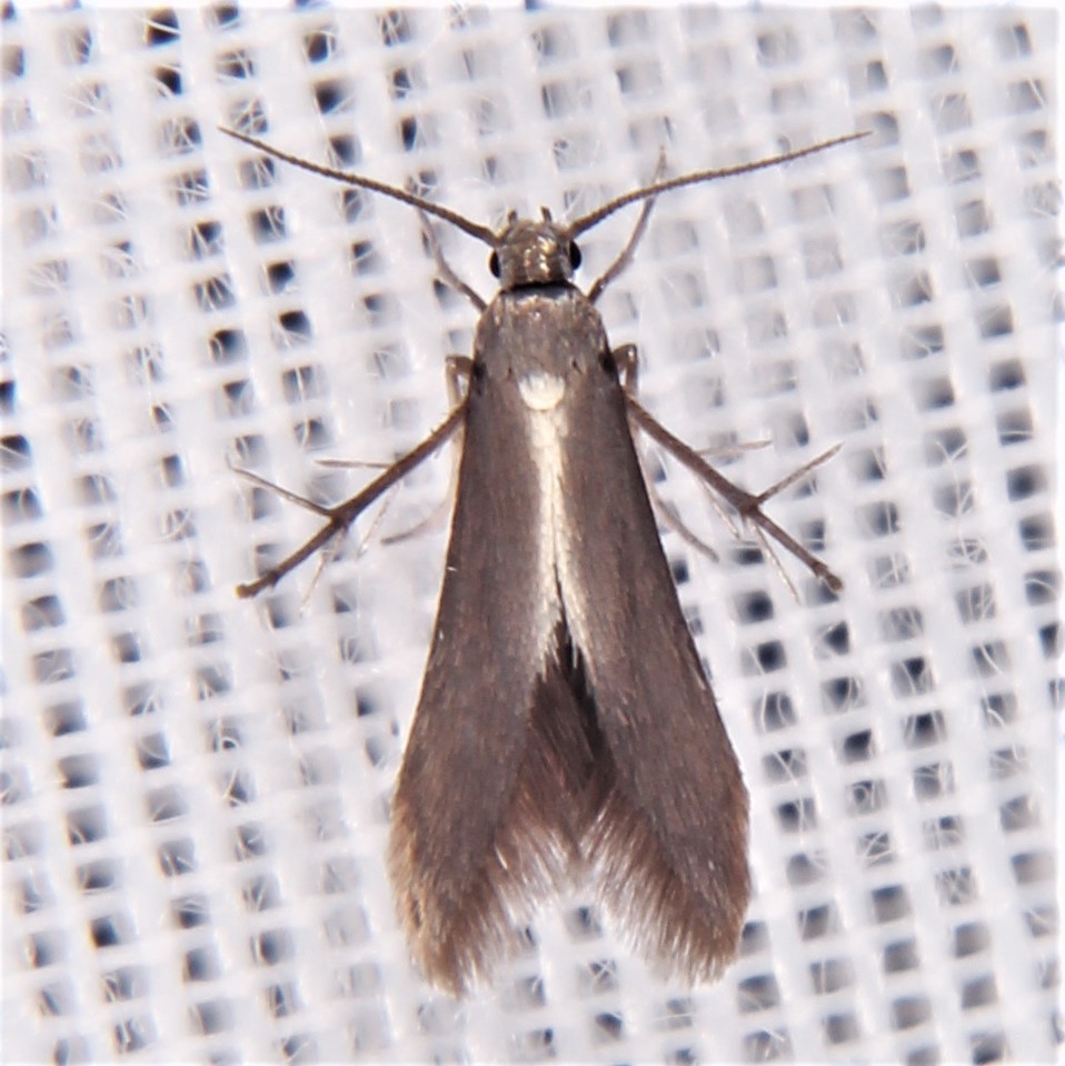 Schreckensteinia erythriella