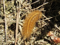 Phragmatobia