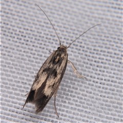 Scythris limbella
