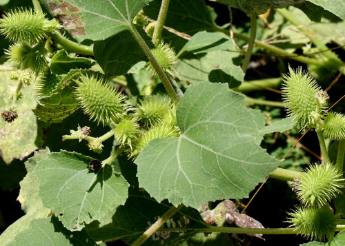 rough cocklebur