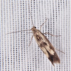 Scythris limbella