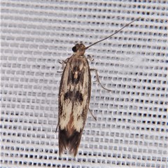 Scythris limbella