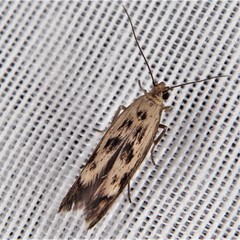 Scythris limbella
