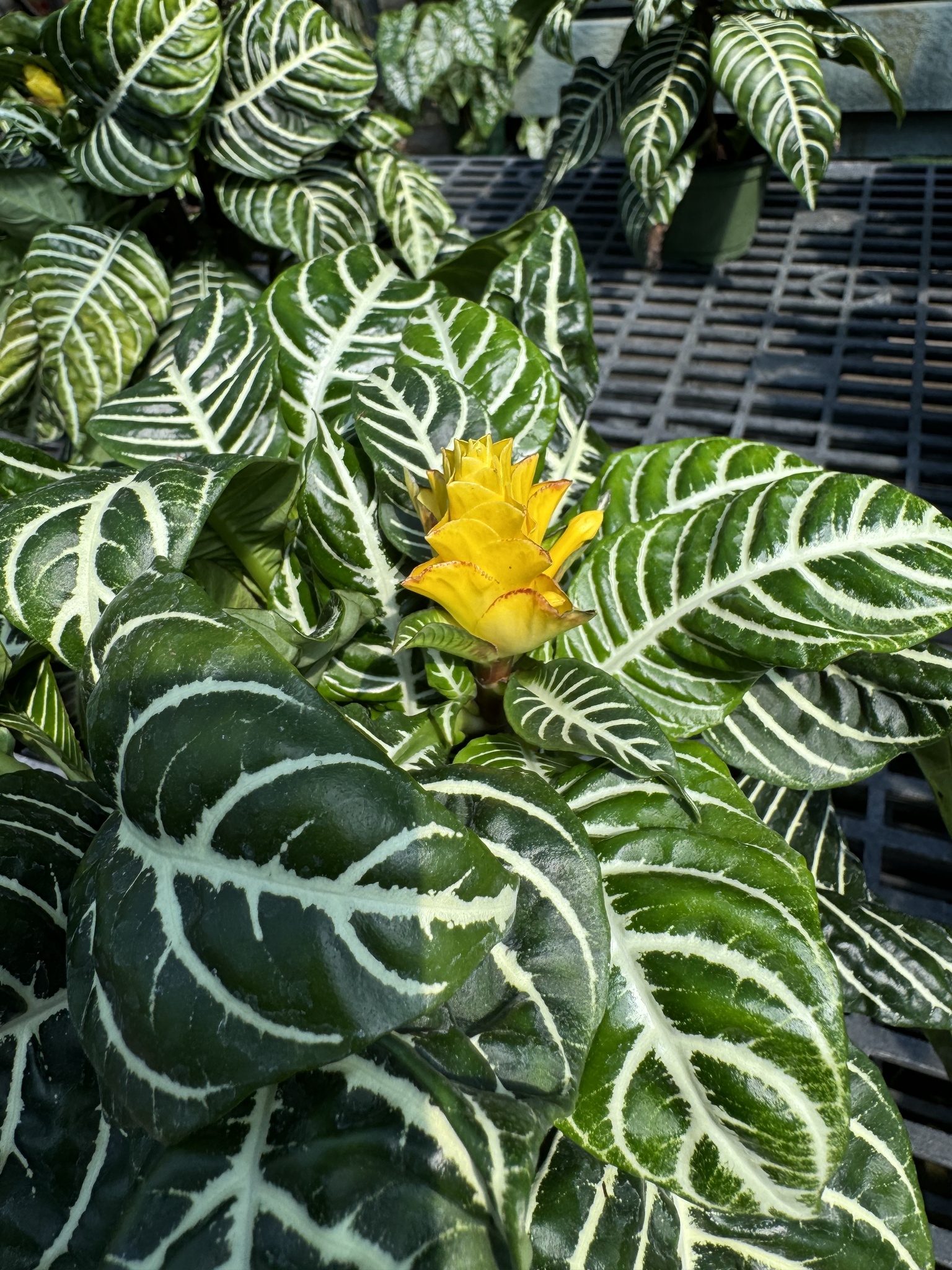 Imagem de Planta zebra